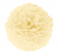 Помпон от екрю тишу хартия 15 см /Pp/